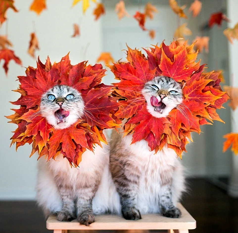 Смешные кошки осенью