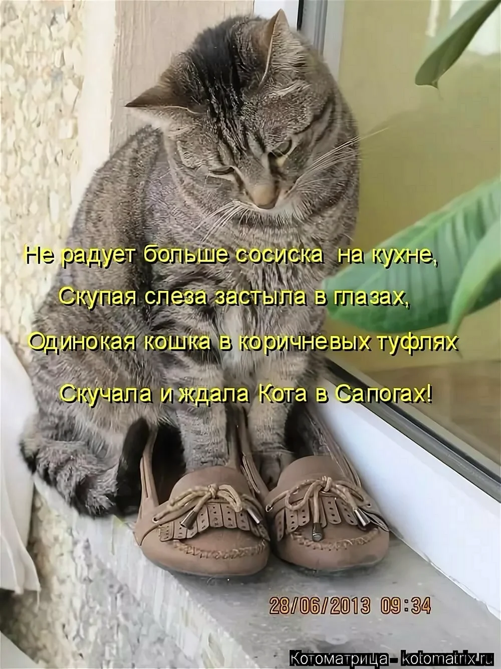 Котики с надписями