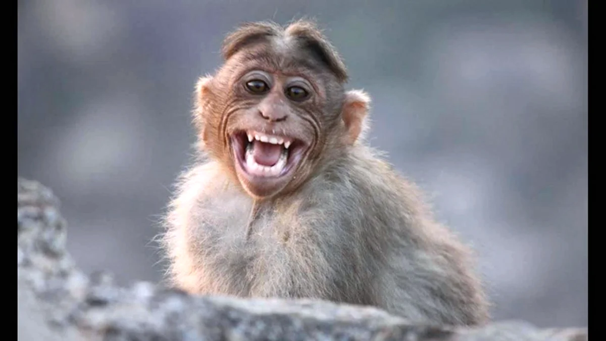 Смешные обезьянки