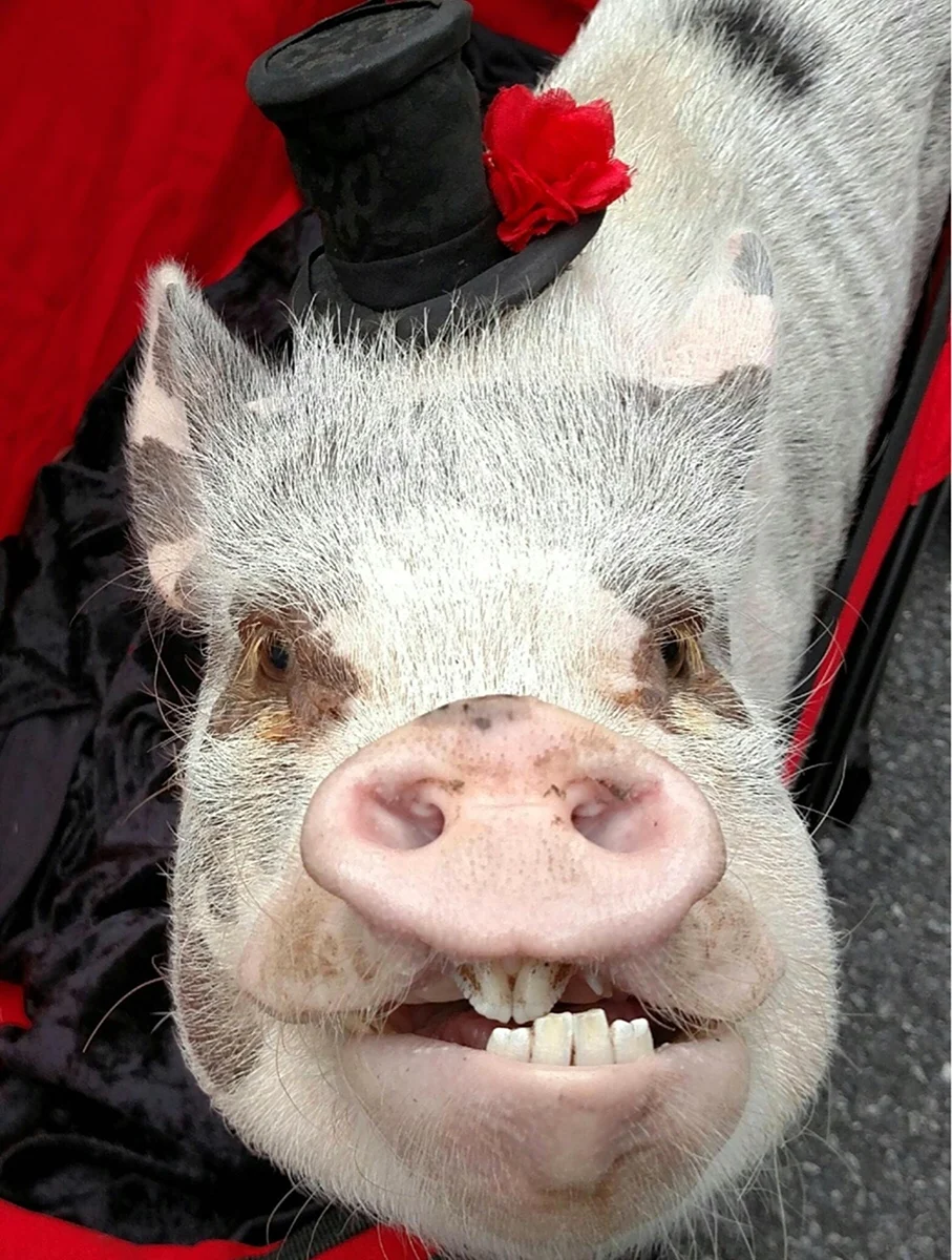 Смешные картинки про свиней (65 фото) скачать бесплатно