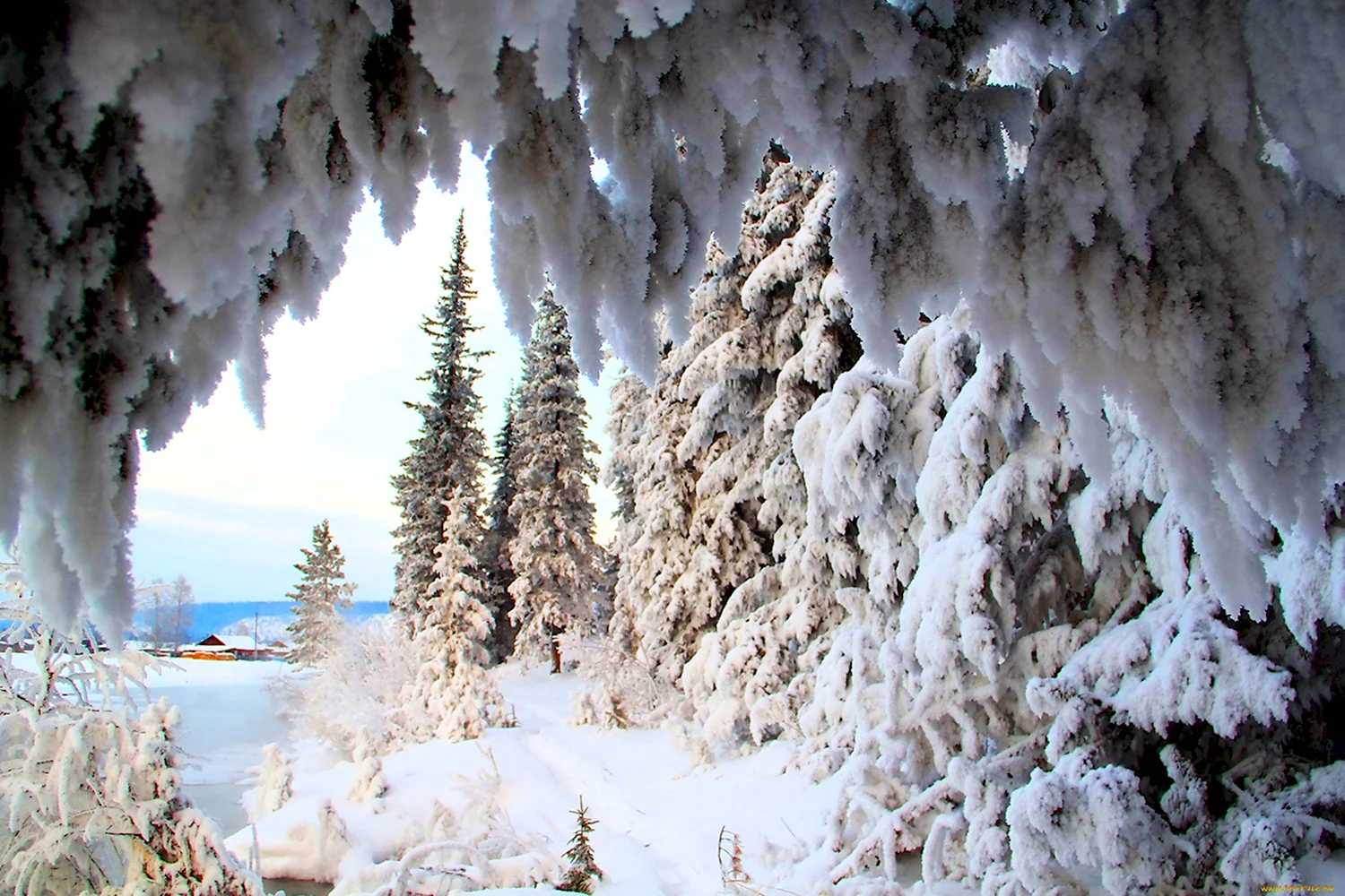 Картинки зимний лес (62 фото)