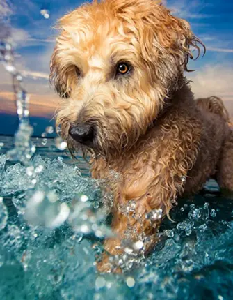 Собака купается в море