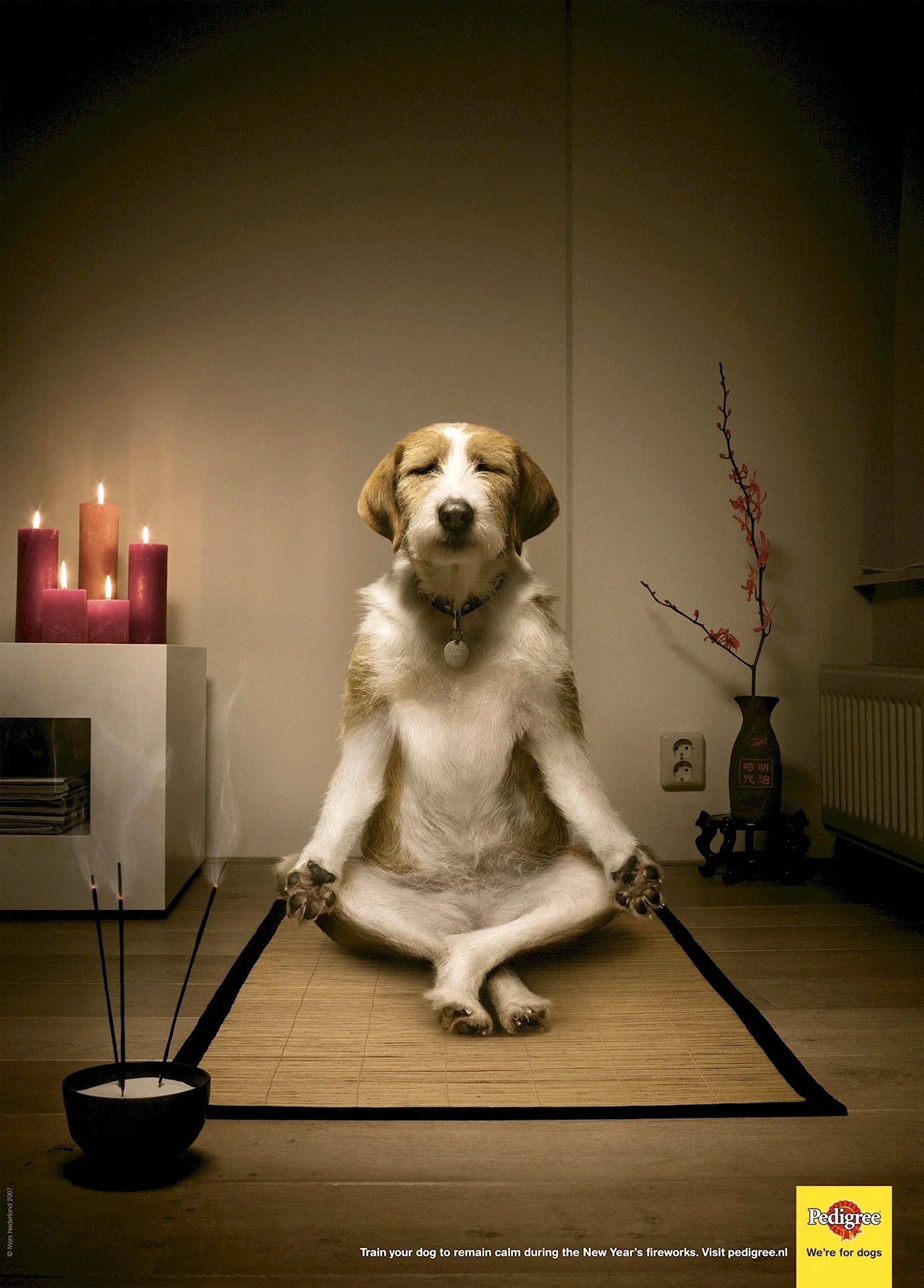 Собака медитирует
