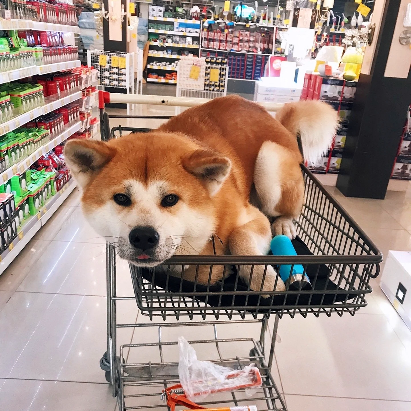 Собака в магазине