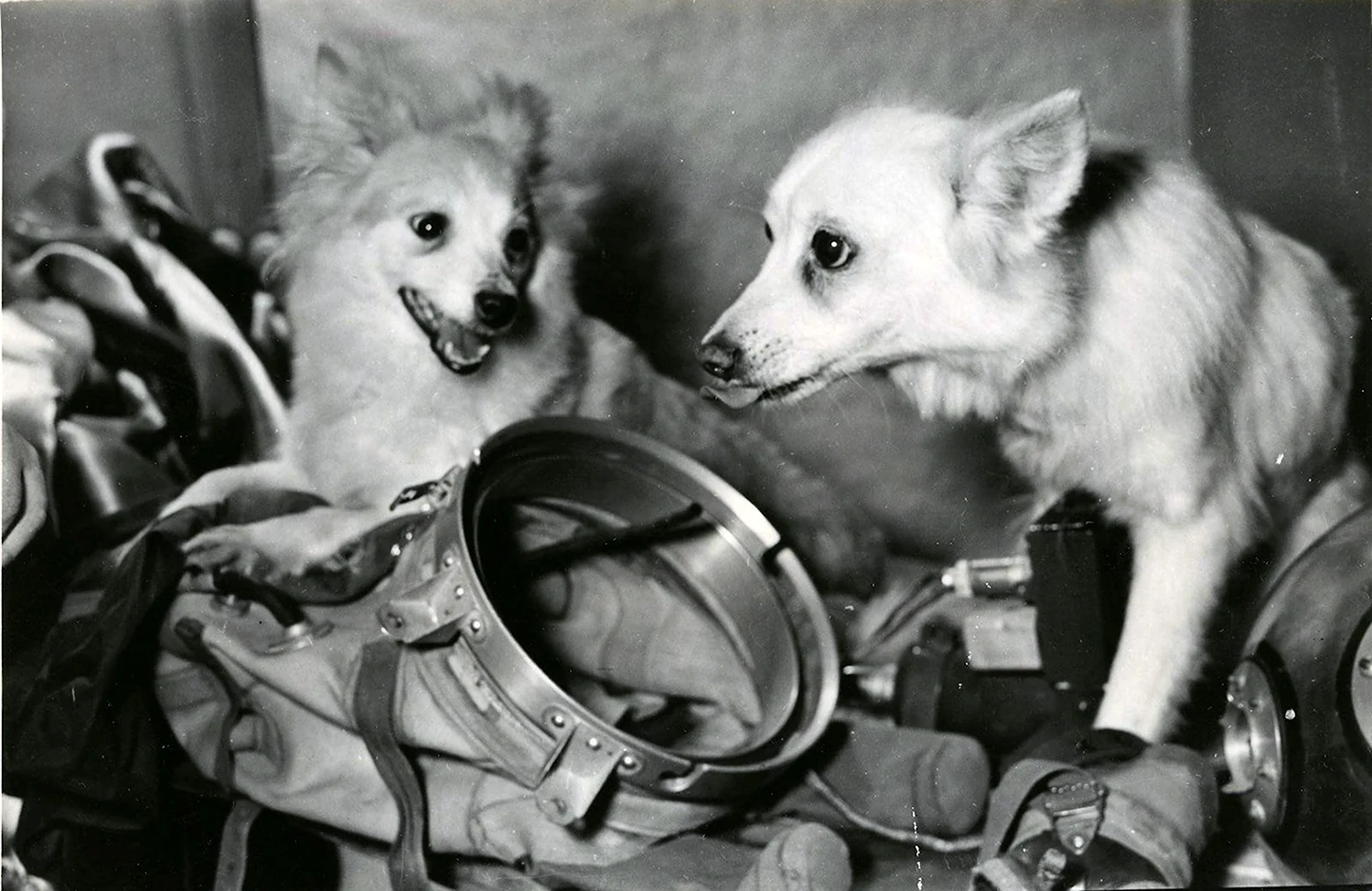 Собаки космонавты Лисичка и Чайка