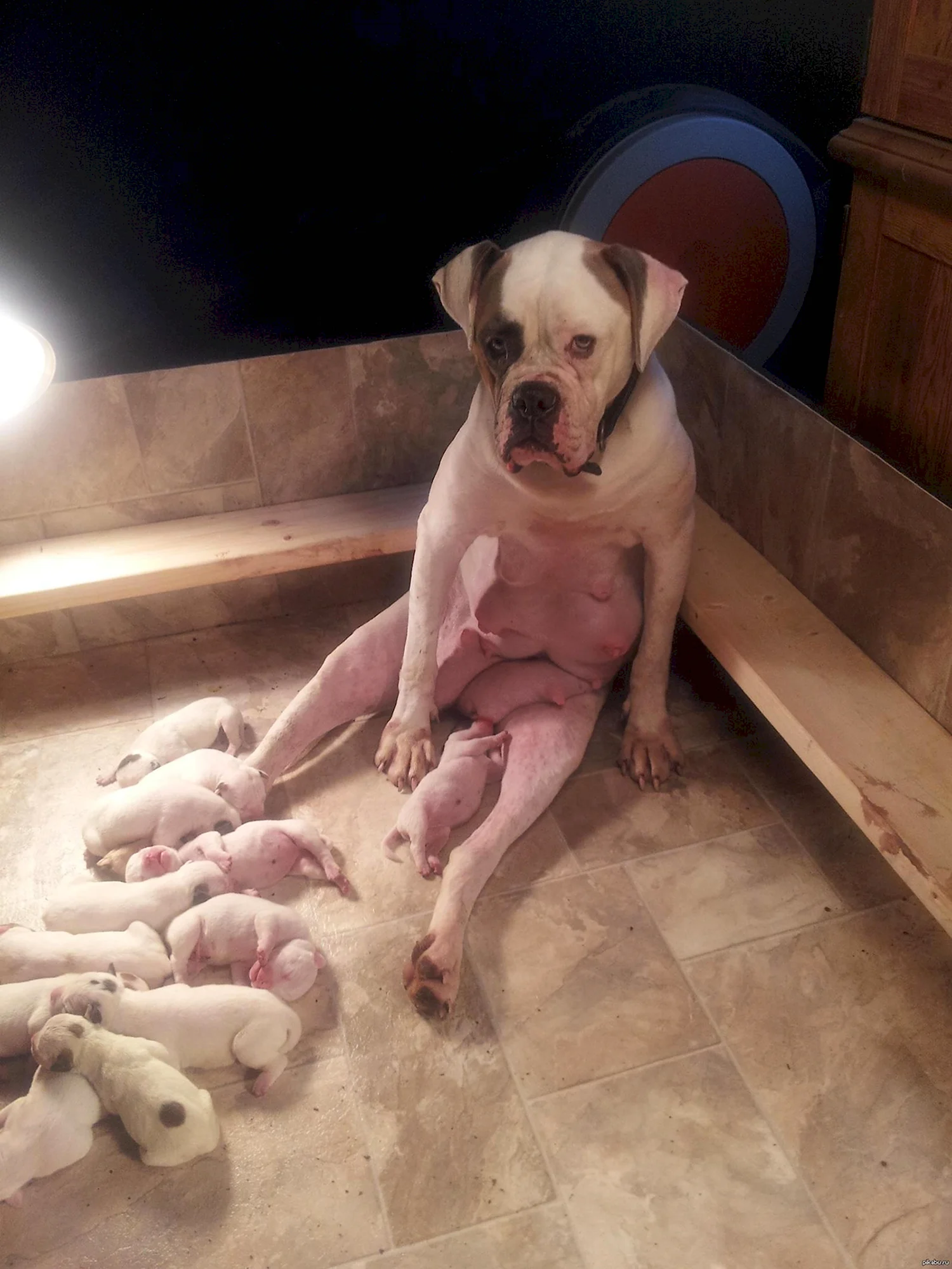 Собаки материнство это счастье