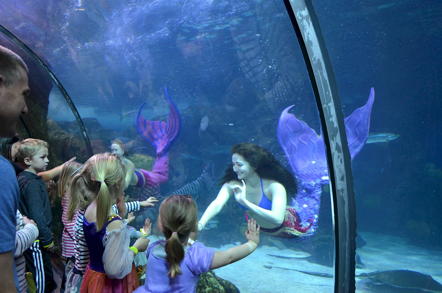 Sochi Discovery World Aquarium русалки