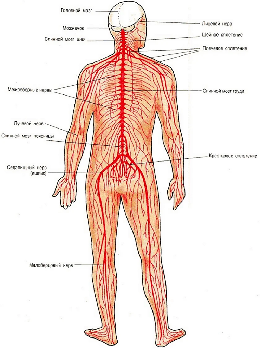 e-Anatomy — анатомия и медицинская визуализация