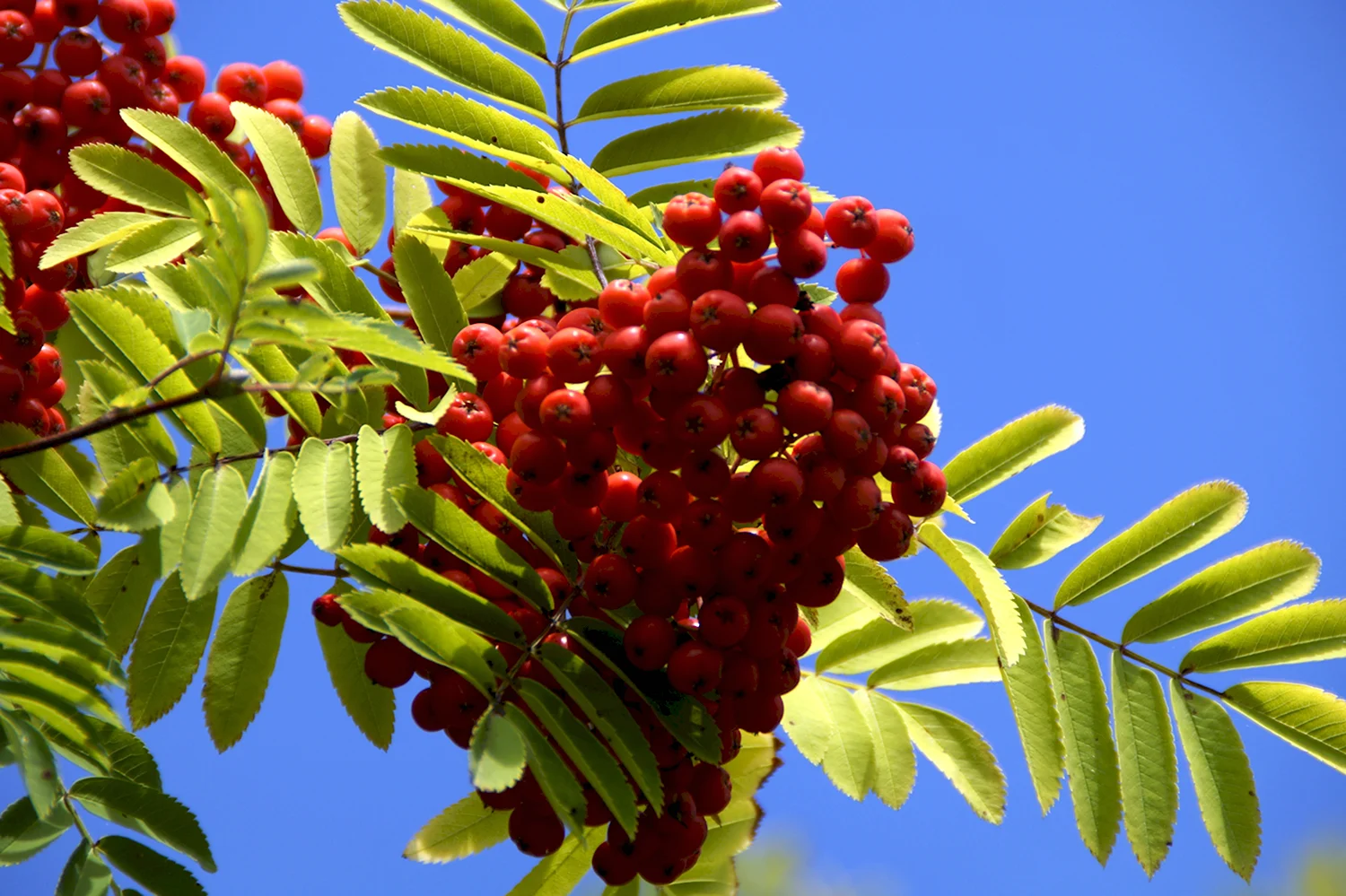 Sorbus frutescens рябина кустарниковая