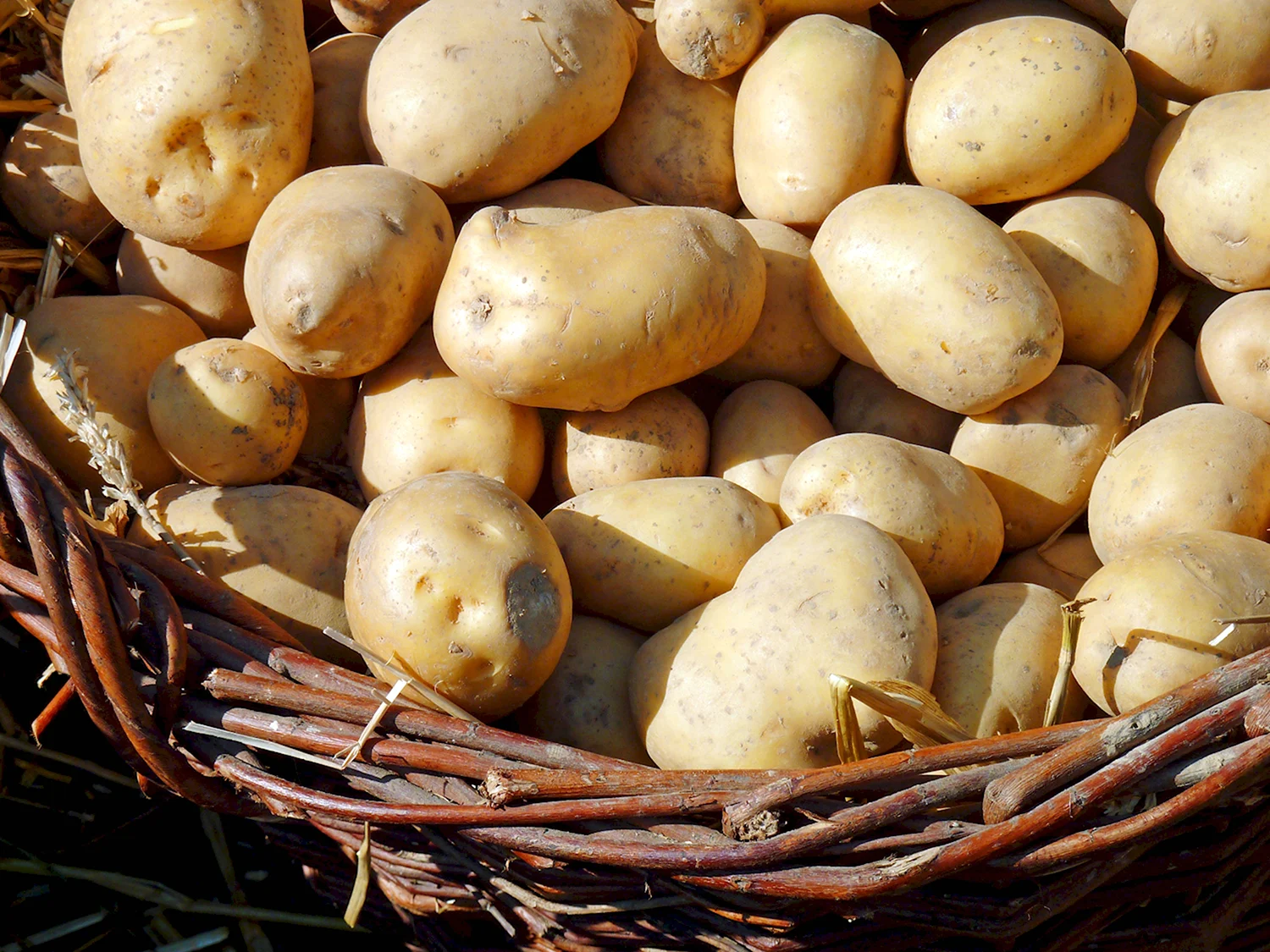 Сорт картофеля Бульба