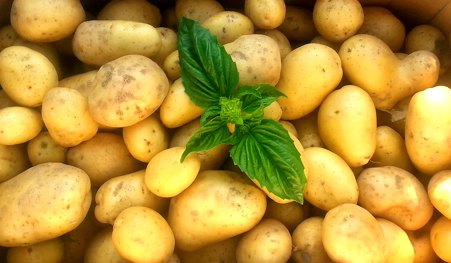 Сорт картофеля Фелокс