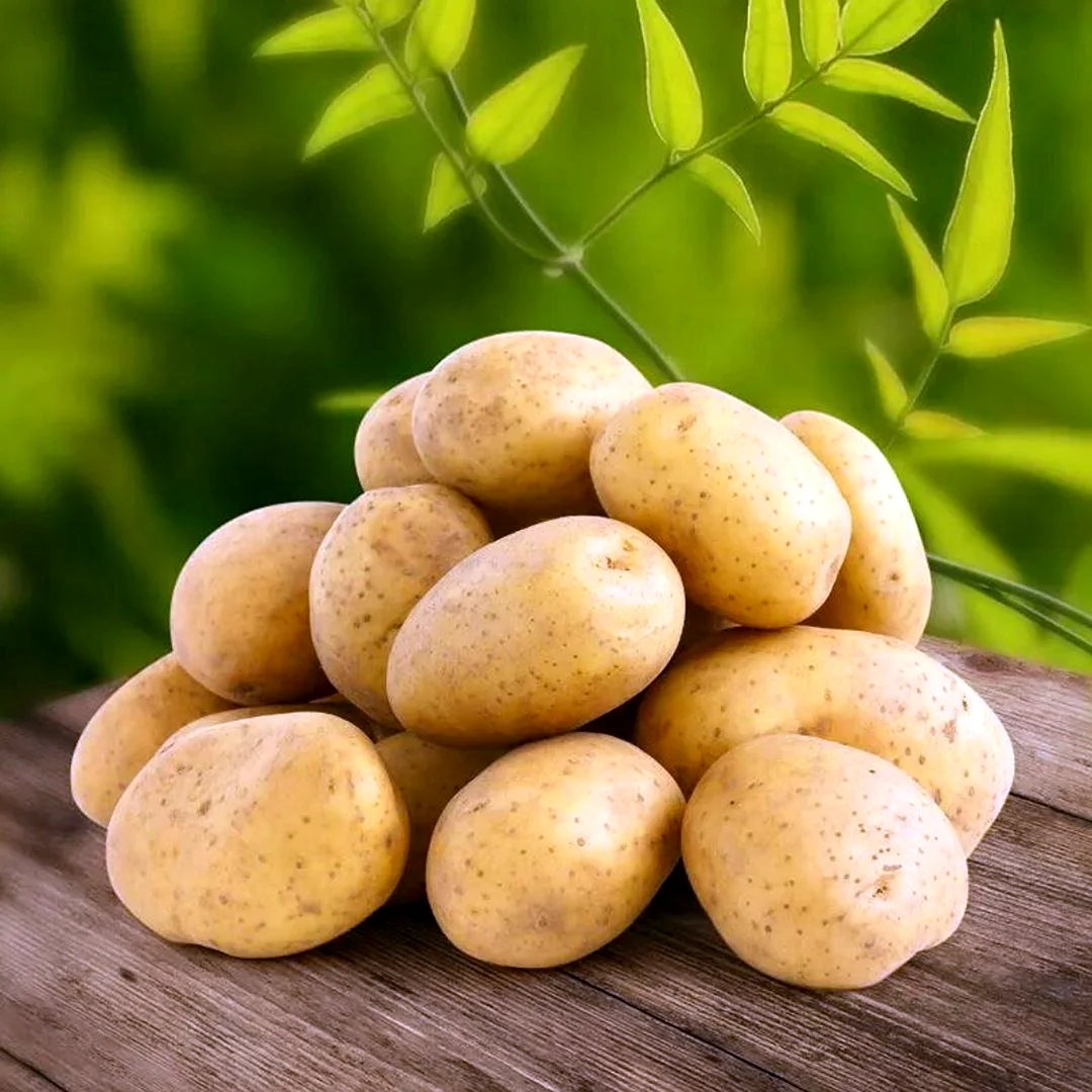 Сорт картофеля Каратоп