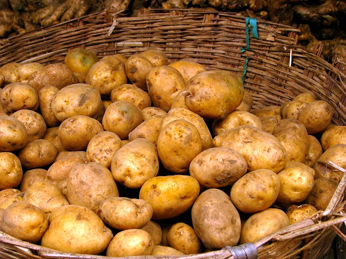 Сорт картофеля Лорх