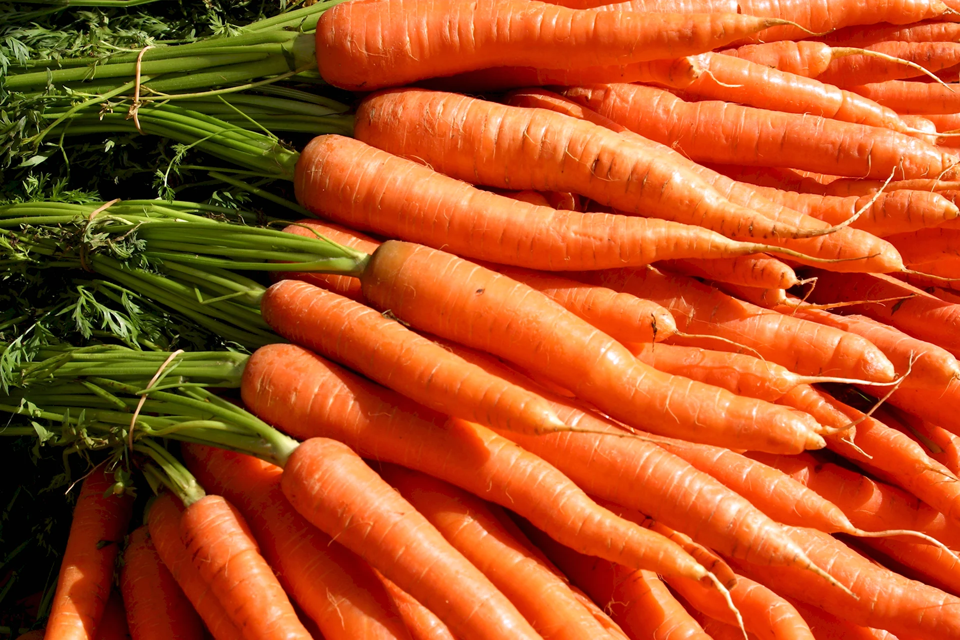Сорт моркови Кнауф