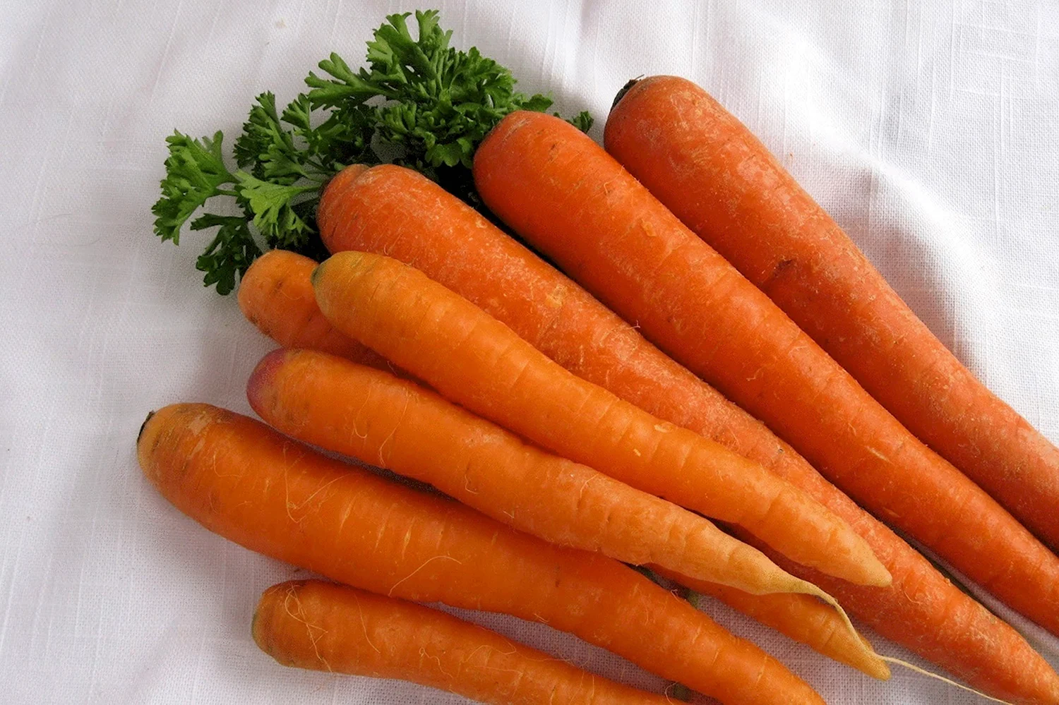 Сорт моркови Наполи