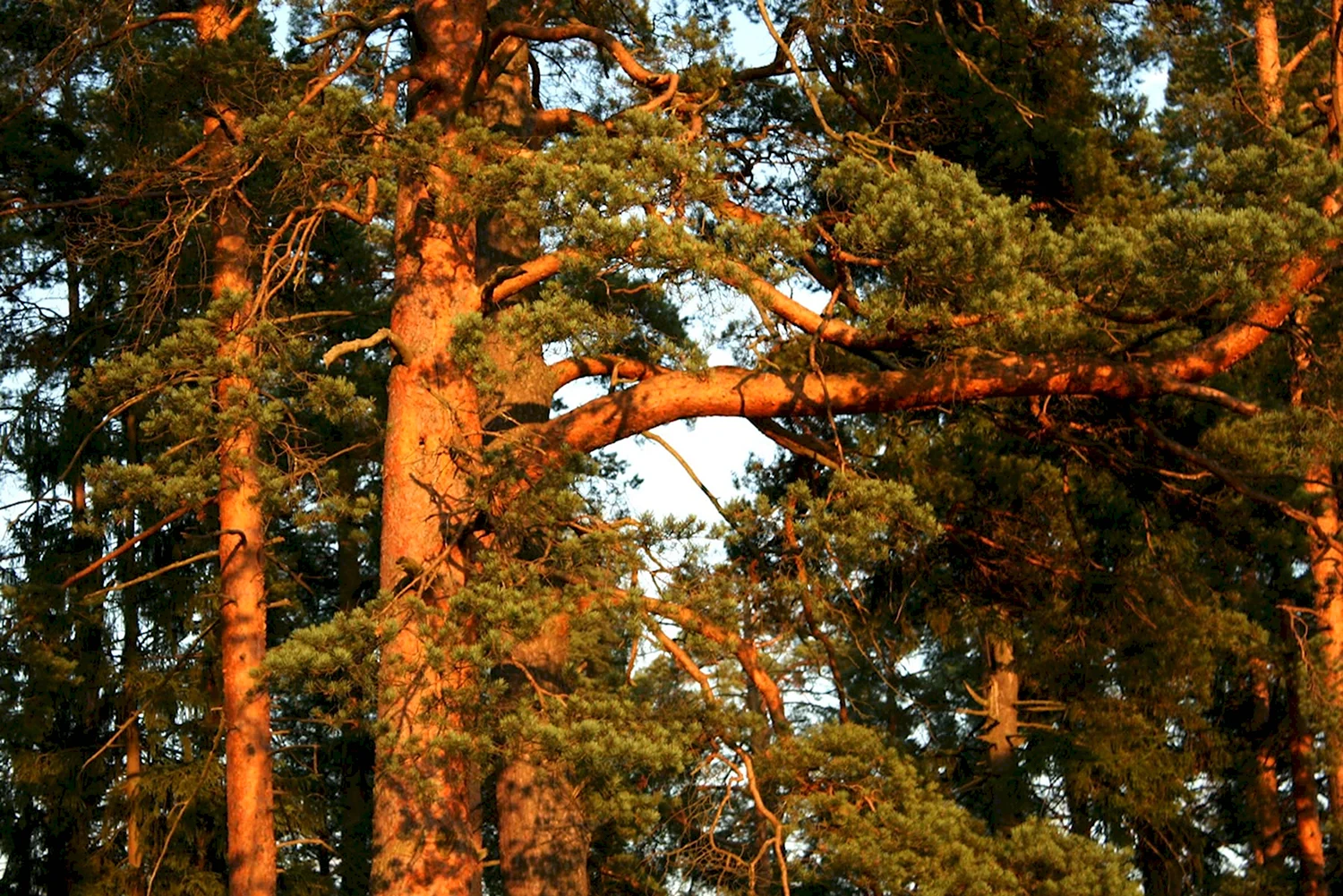 Сосна красная Pinus resinosa