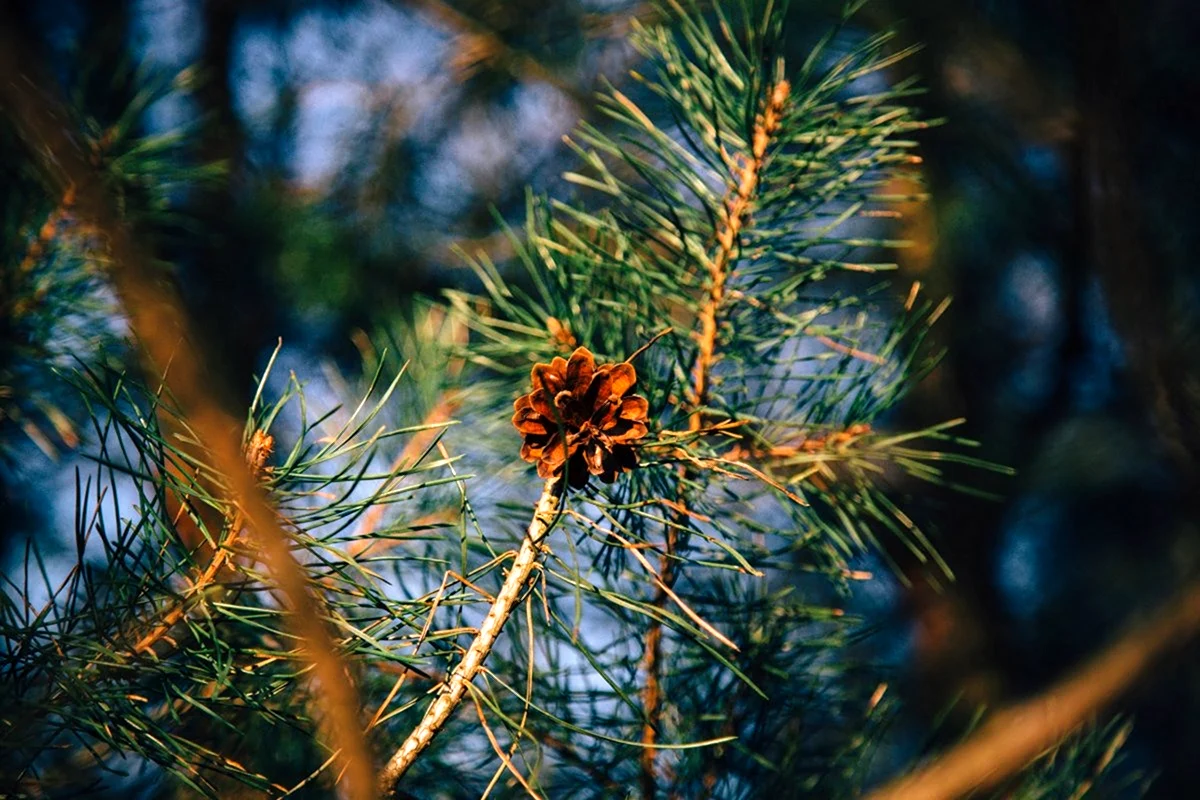 Сосна Pinus д. шишка