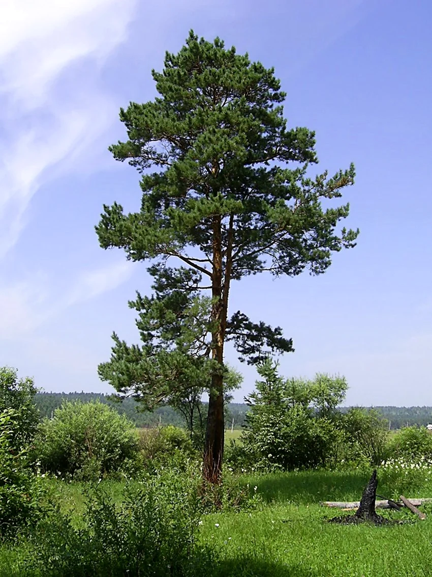 Сосна Сибирская Кедровая древесина