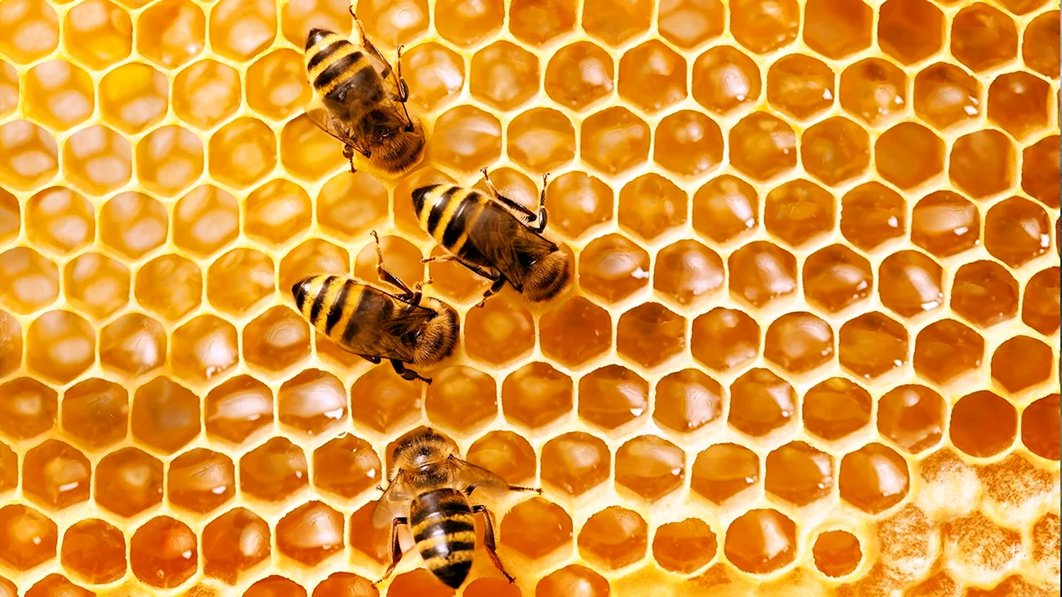 Соты пчелиные