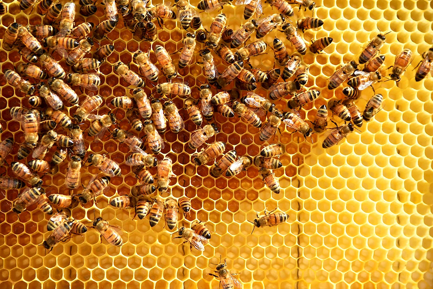 Соты пчелиные с пчелами