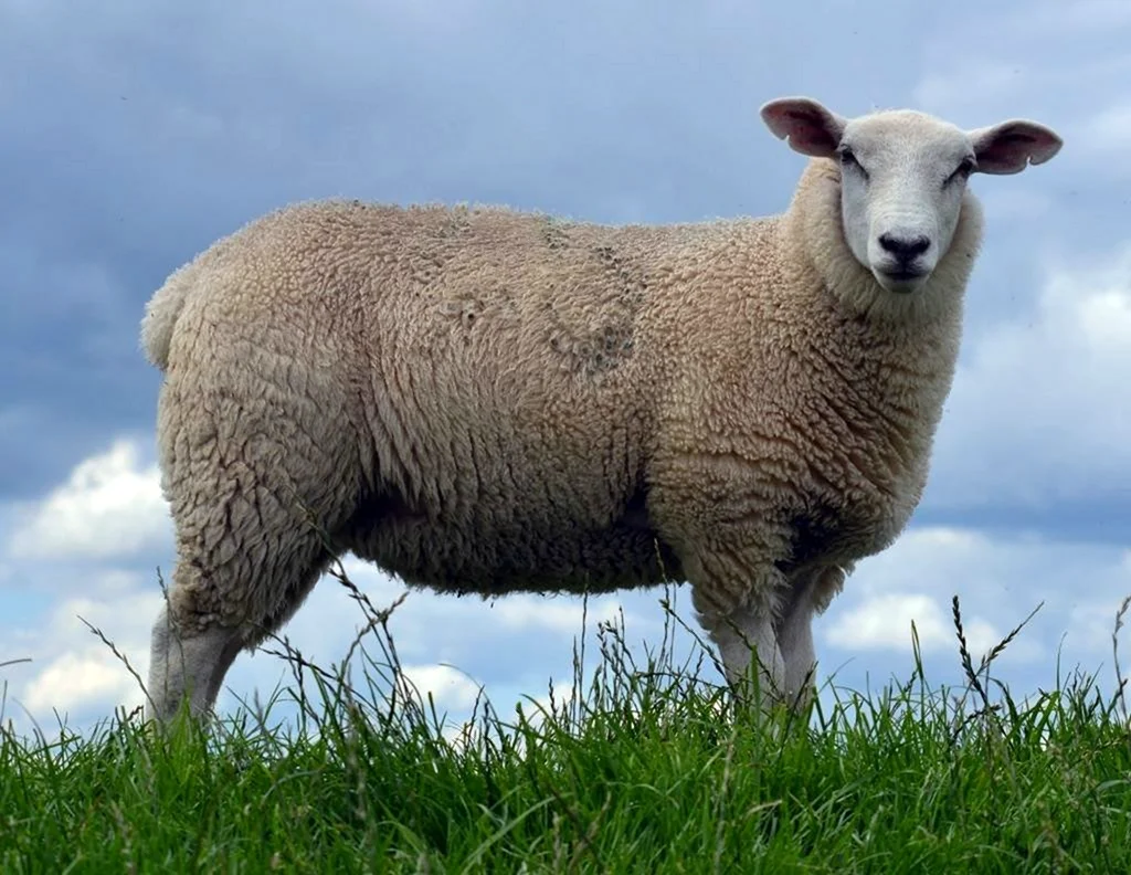 Советский меринос порода овец