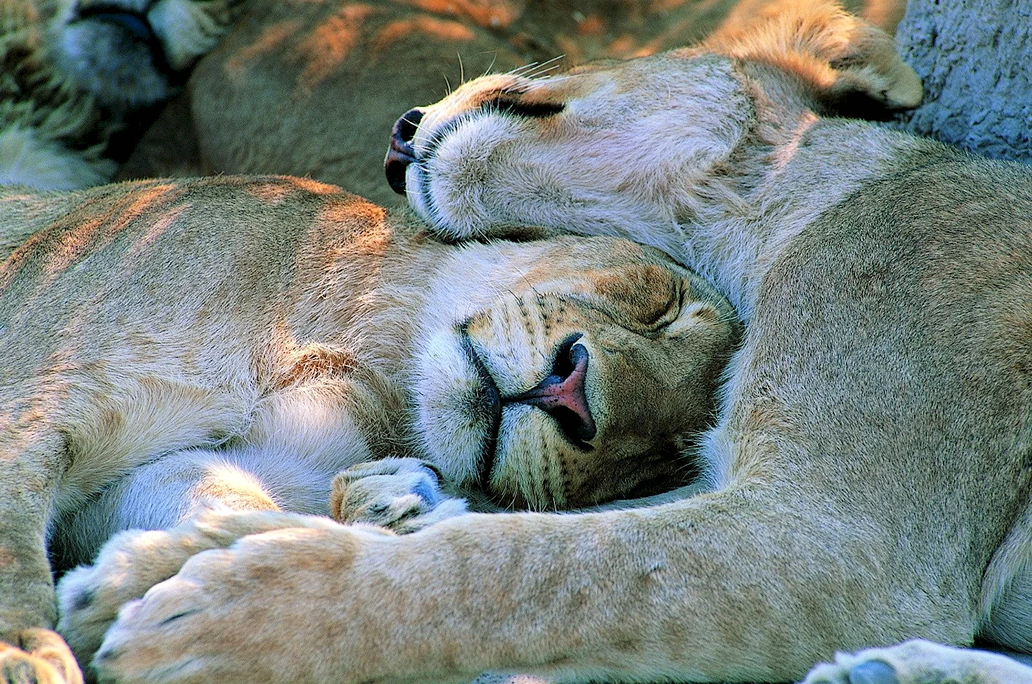 Спящие животные