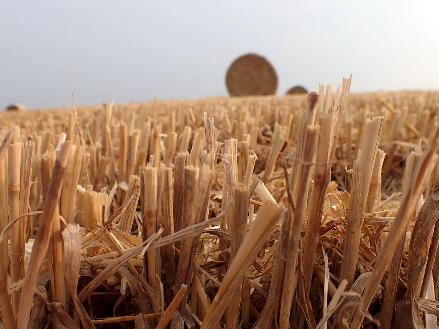 Стерня пшеницы