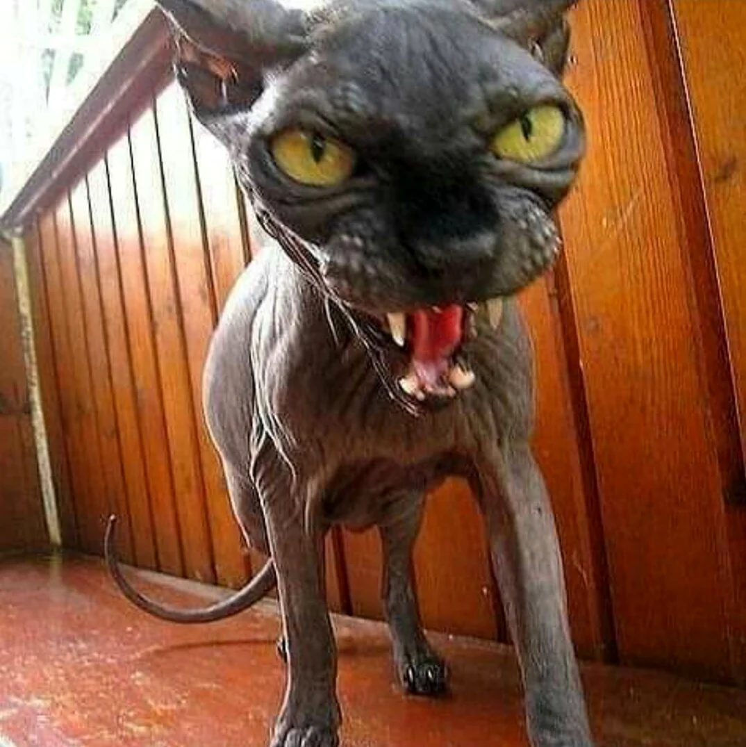 Страшный кот