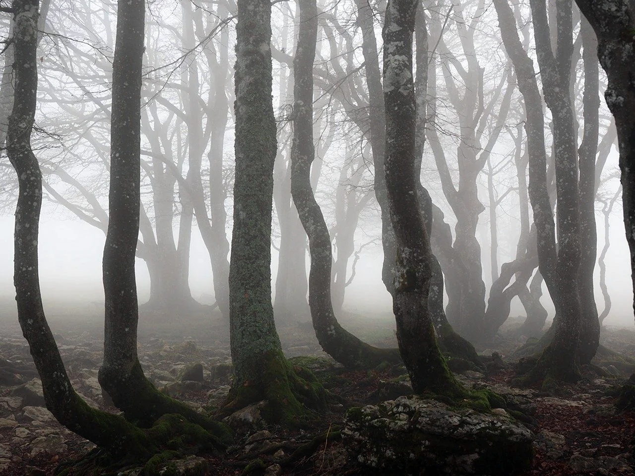 Страшный лес в Японии Аокигахара