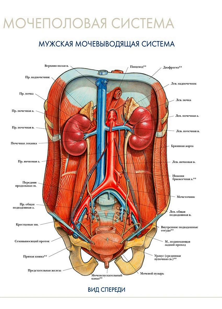 Стоковые фотографии по запросу Модель человека органы
