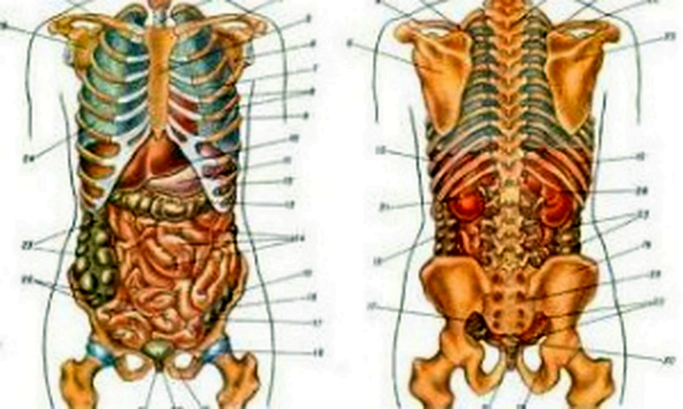 Внутренние органы человека с названиями (35 фото)