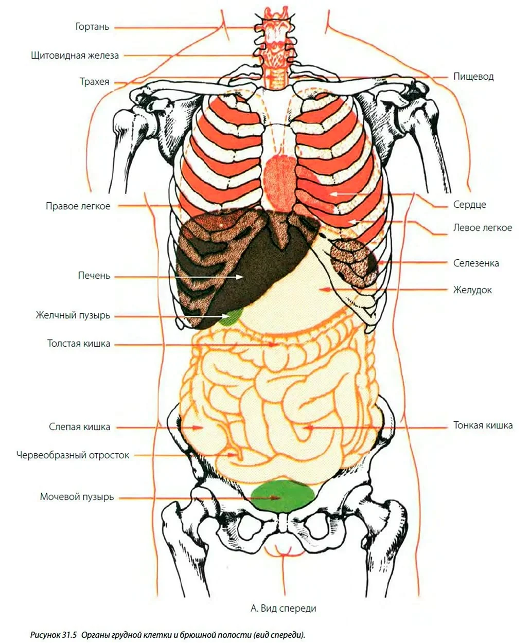 Изображения по запросу Анатомия человека