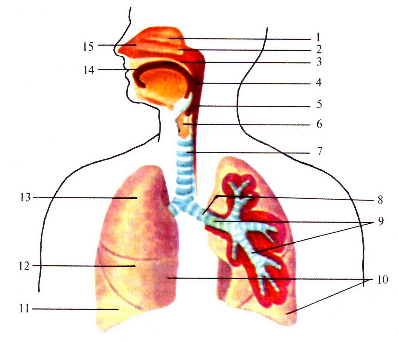 Строение отделов дыхательной системы с обозначениями