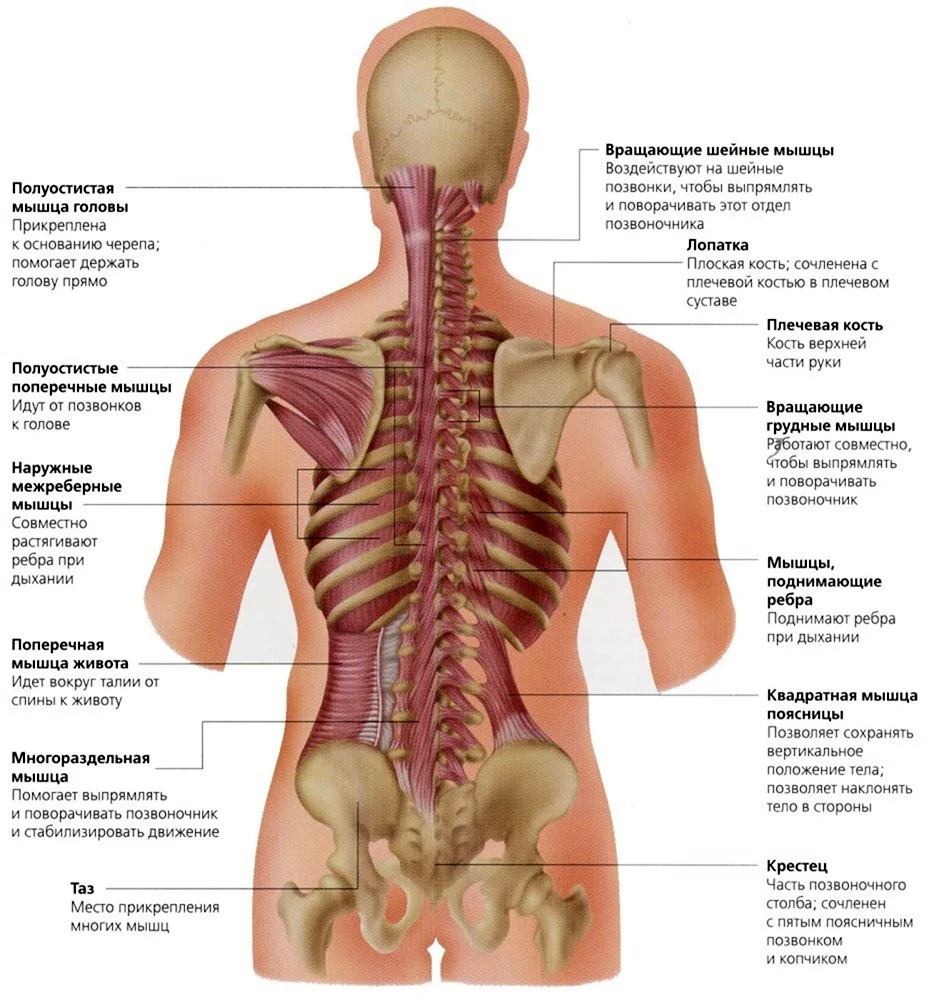 Анатомия и физиология позвоночника