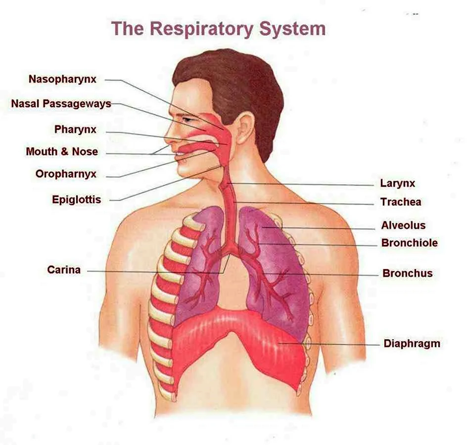 Структура дыхательной системы на английском