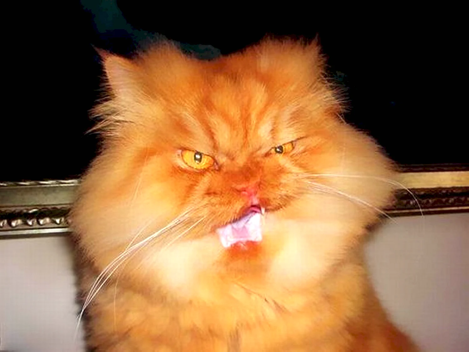 Сумасшедший рыжий кот
