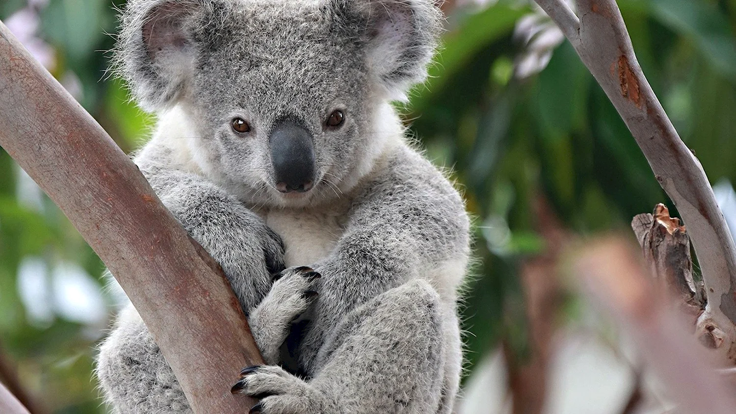 Сумчатые животные Австралии коала