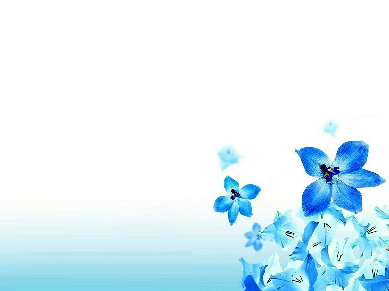Светло голубые цветы
