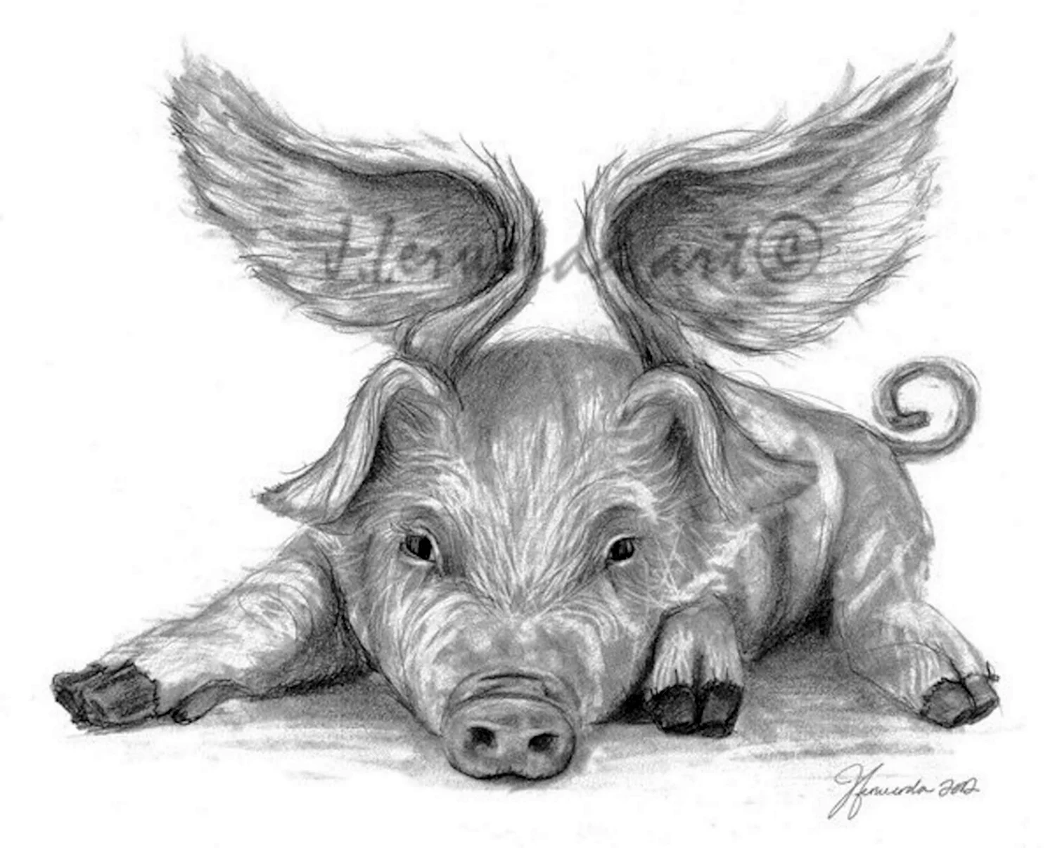 Как рисовать морскую свинку?