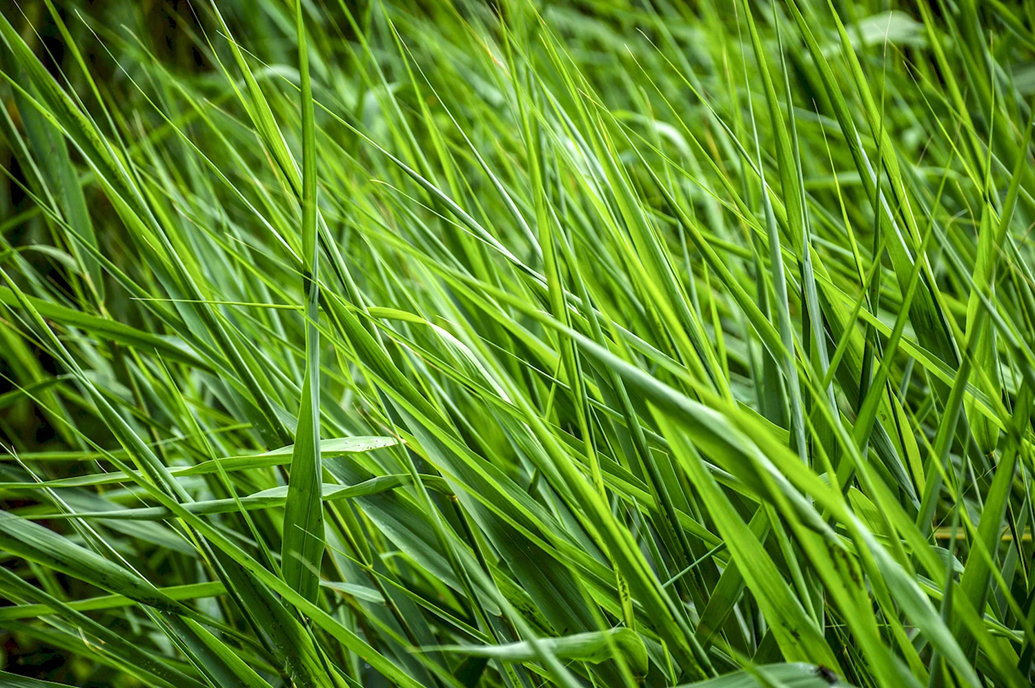 Sweet grass трава