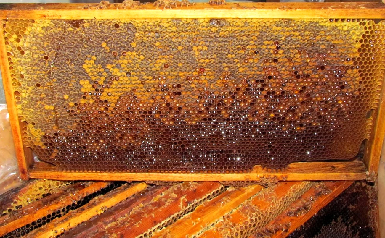 Тамариск пчела перга