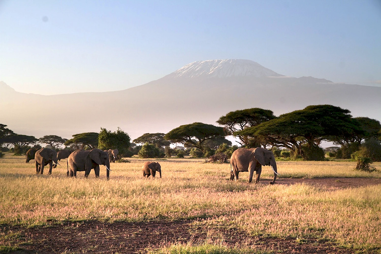 Танзания сафари Килиманджаро