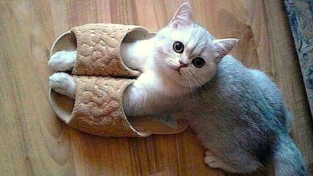 Тапочки для кота