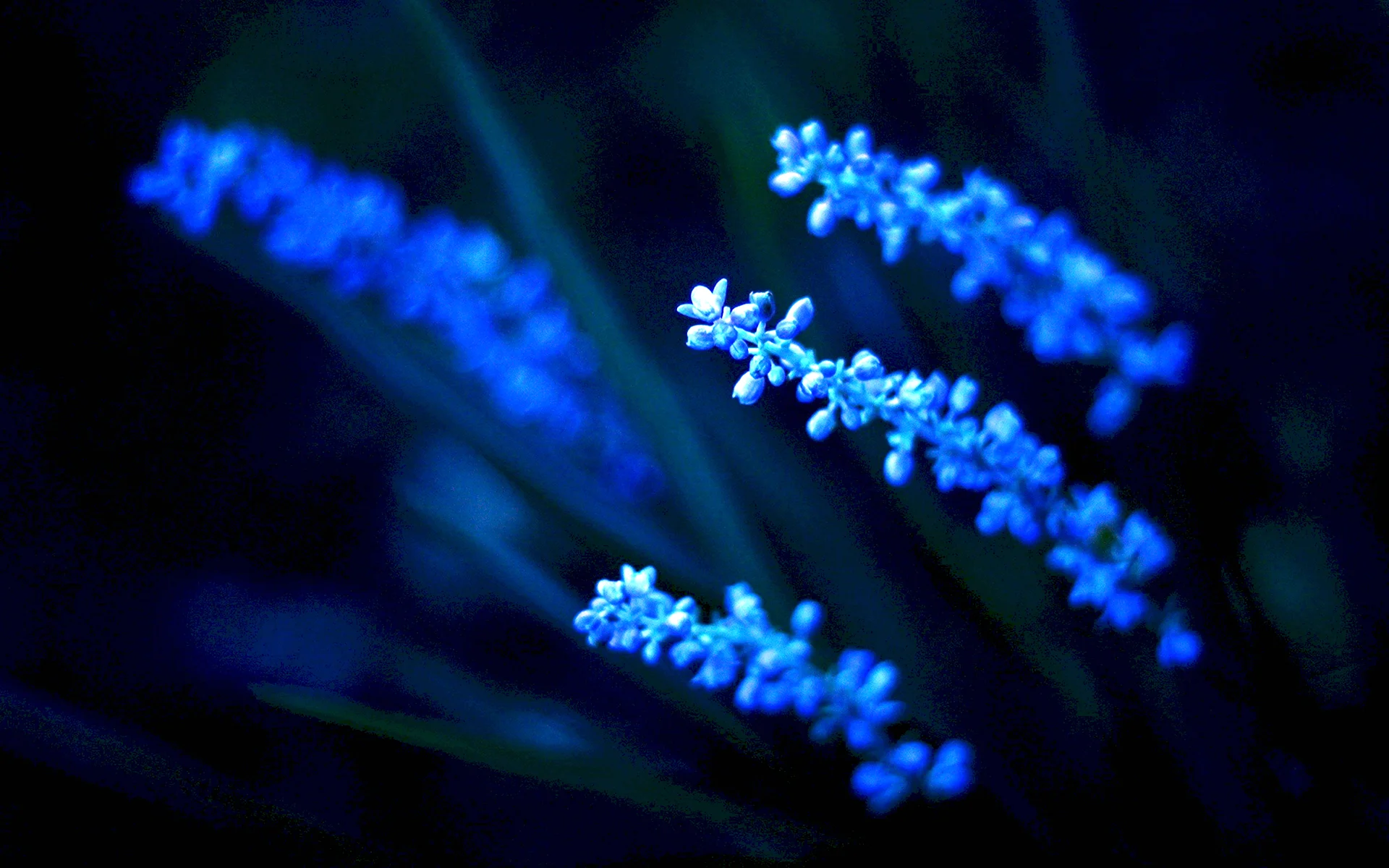 Тёмно синие цветы