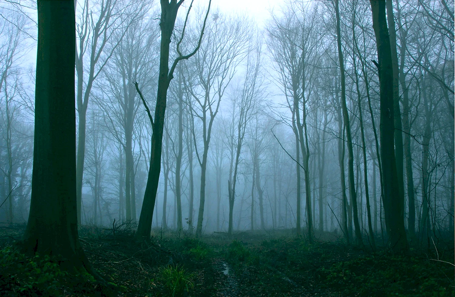 Темны1 лес