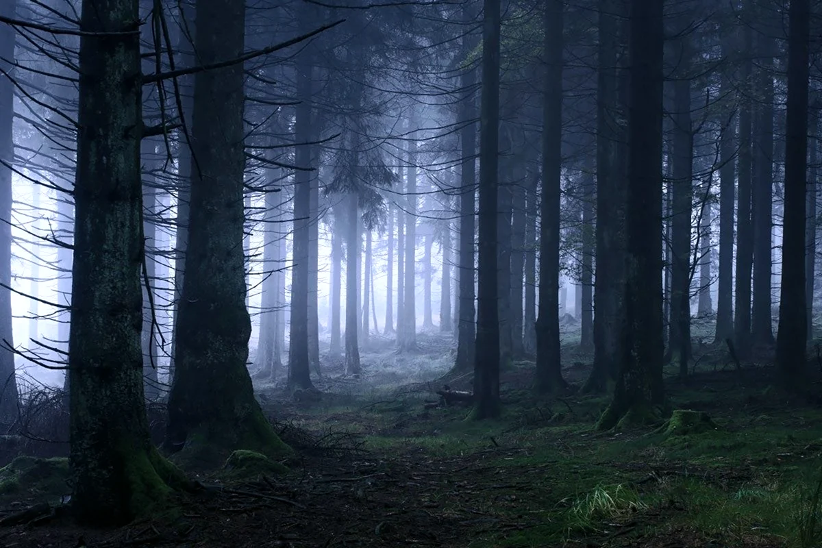 Страшный лес - красивые картинки (75 фото)