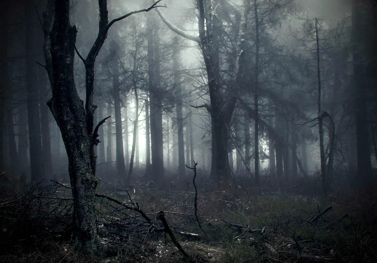 Темный лес the Woods 2005