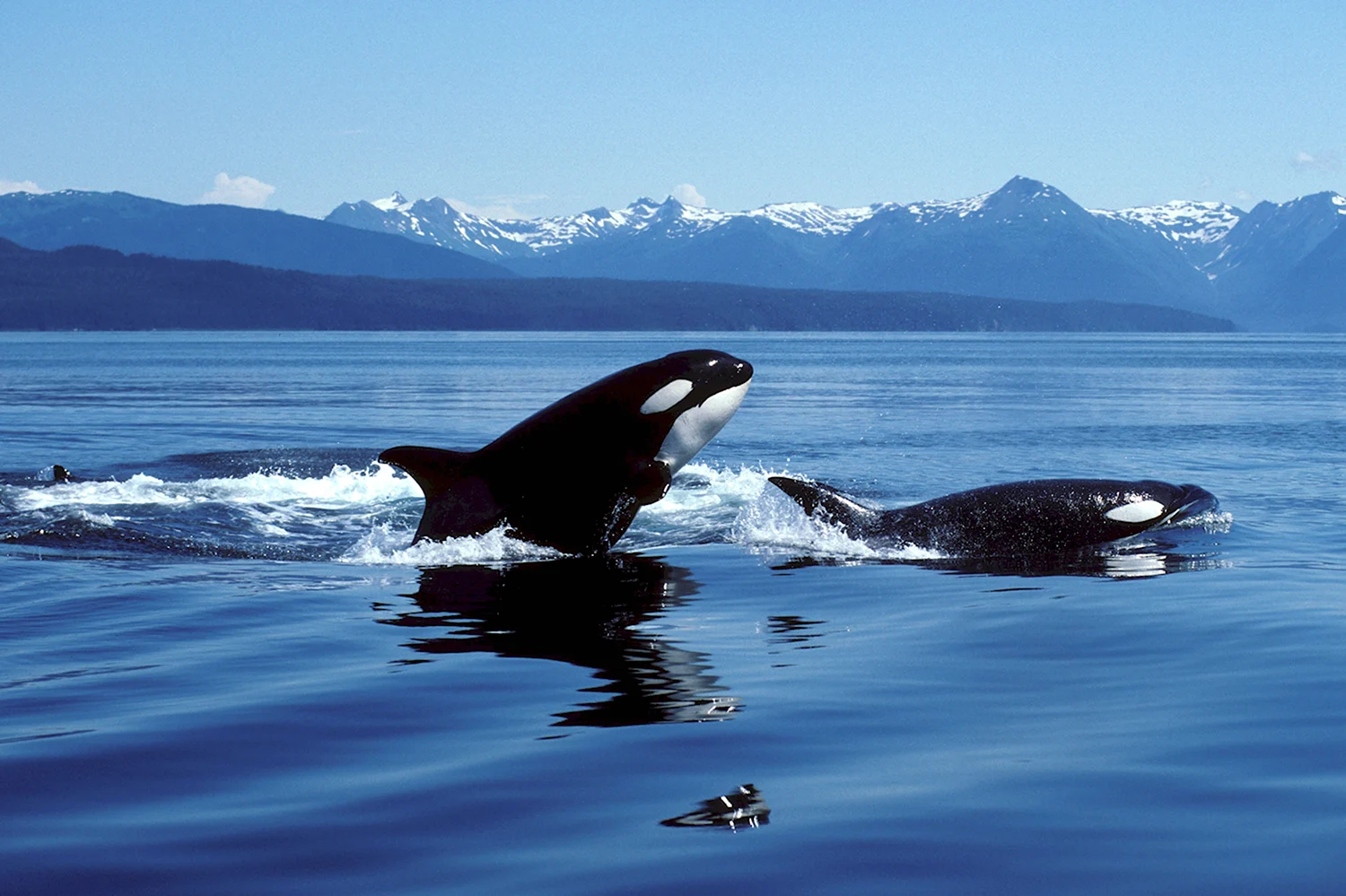 Териберка касатки киты