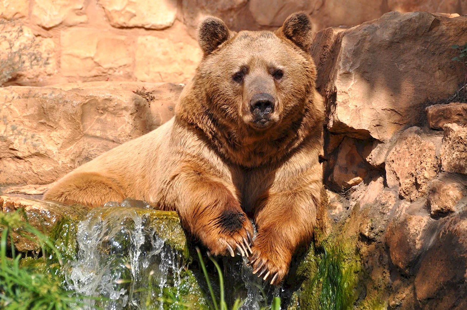 Картинки медведей