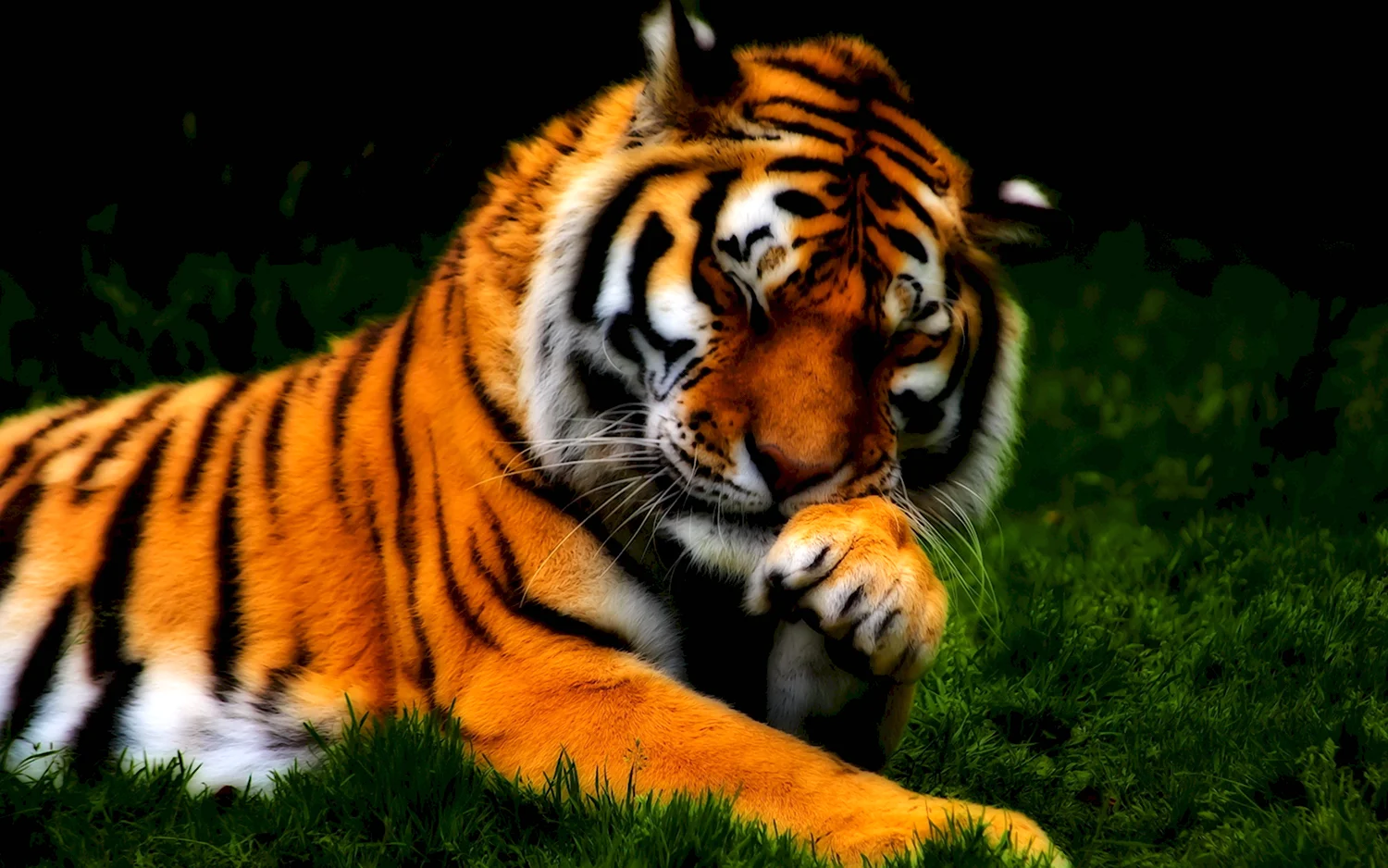 Тигр в природе (55 фото)